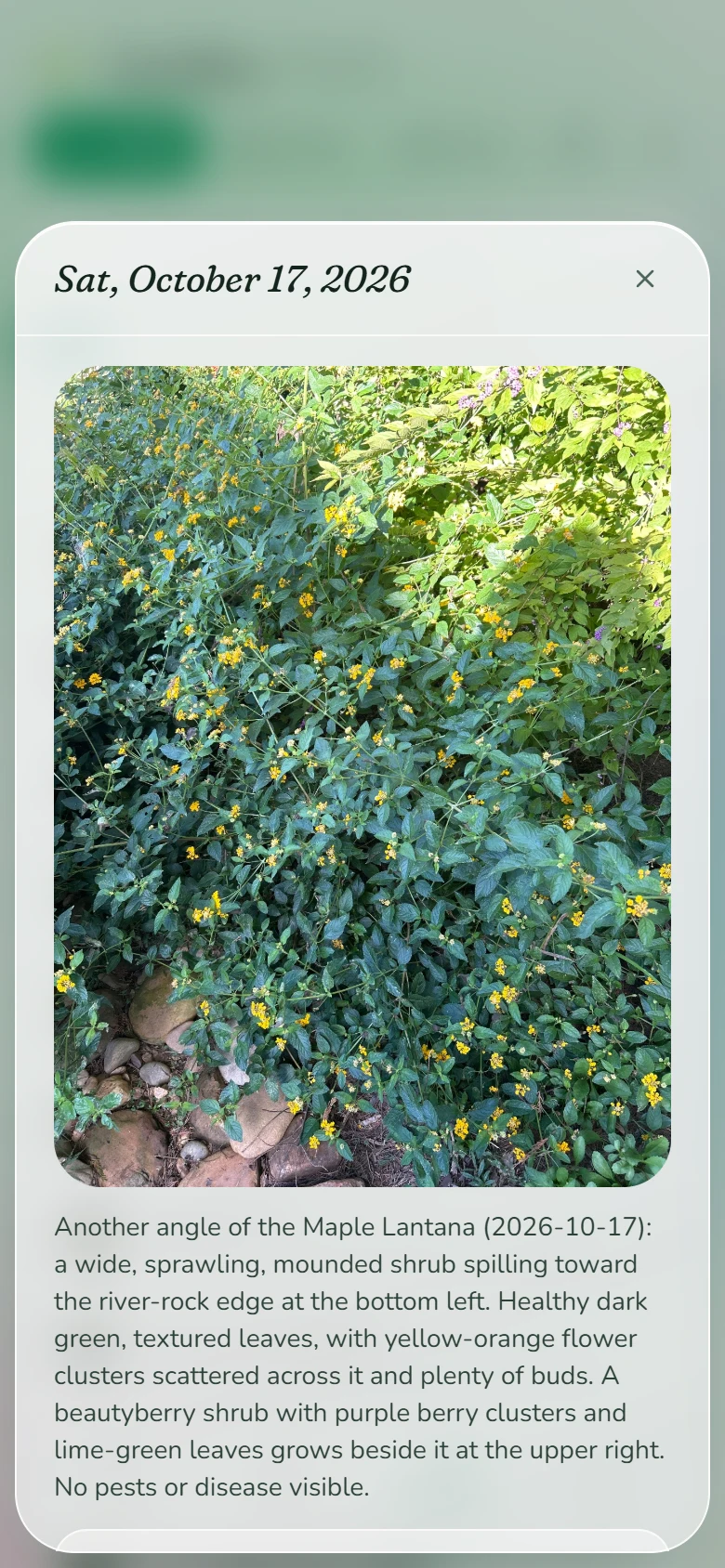 A lantana photo with the AI's description: healthy leaves, flower clusters, no pests visible